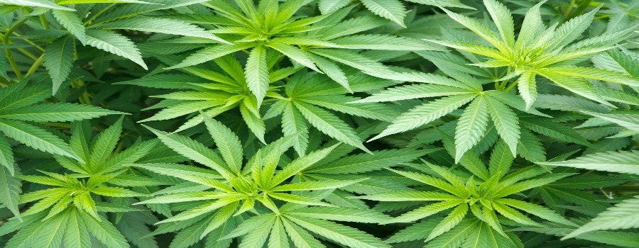Man arrested after cannabis plants seized by police in Sale