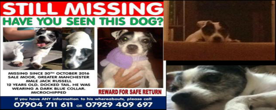 A walk around Sale Water Park to raise awareness of Alfie the Jack Russell missing from home