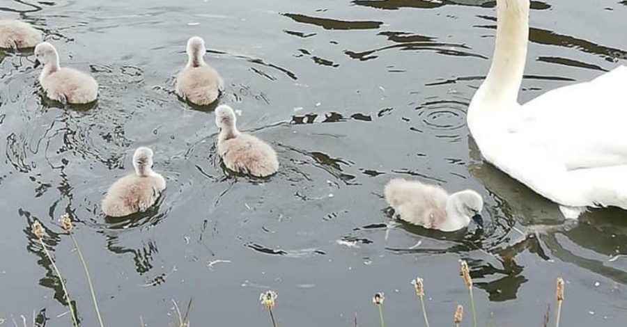 When swanning around in Sale shows the beauty of nature