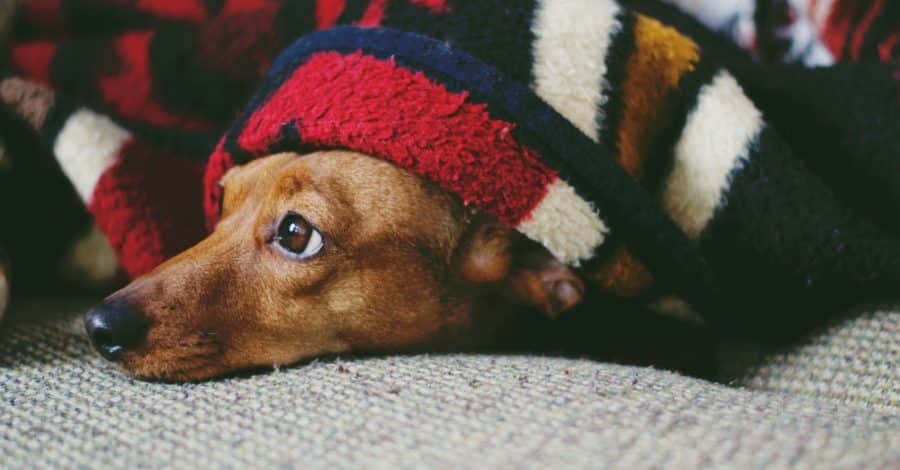Dog lay under a blanket