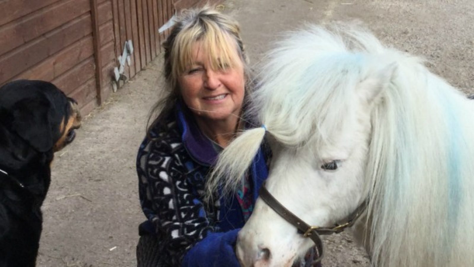 Minty the miniature Shetland pony is recovering after the attack by dogs